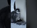 baby penguin on its mother's legs