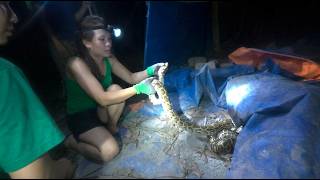 Shocking Night Rescue! Brave Girl Captures Giant Python in Hidden Den 🐍😱 Profile