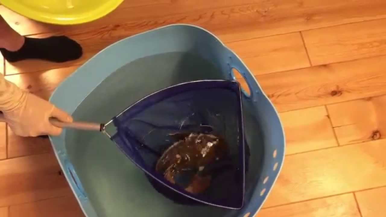 レッドテールキャット 大型水槽にお引越し Red Tail Cat I Move Into A Large Water Tank Youtube