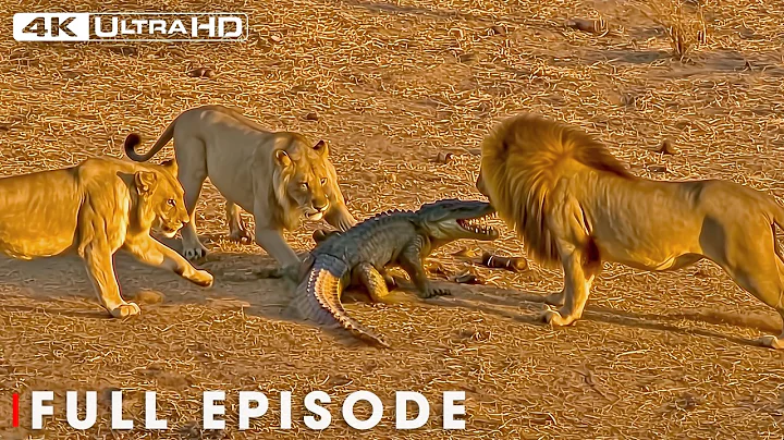 Apex Predators | An Adventure Through Africa in 4K | Nature Animal Documentary