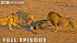 Apex Predators An Adventure Through Africa In 4K Nature Animal Doentary
