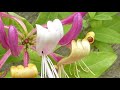 Italian honeysuckle - Lonicera caprifolium  -  Ítalskur klifurtoppur - Skógartoppur - Klifurjurt