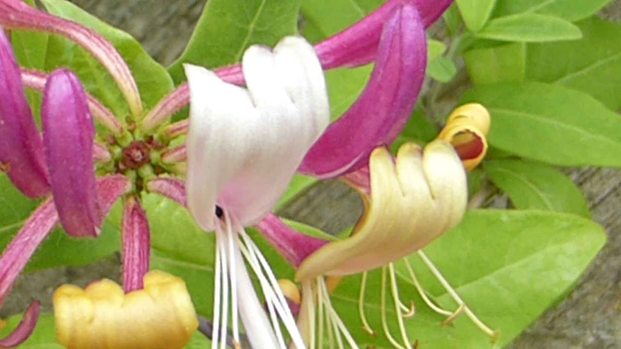 Italian honeysuckle - Lonicera caprifolium  -  Ítalskur klifurtoppur - Skógartoppur - Klifurjurt