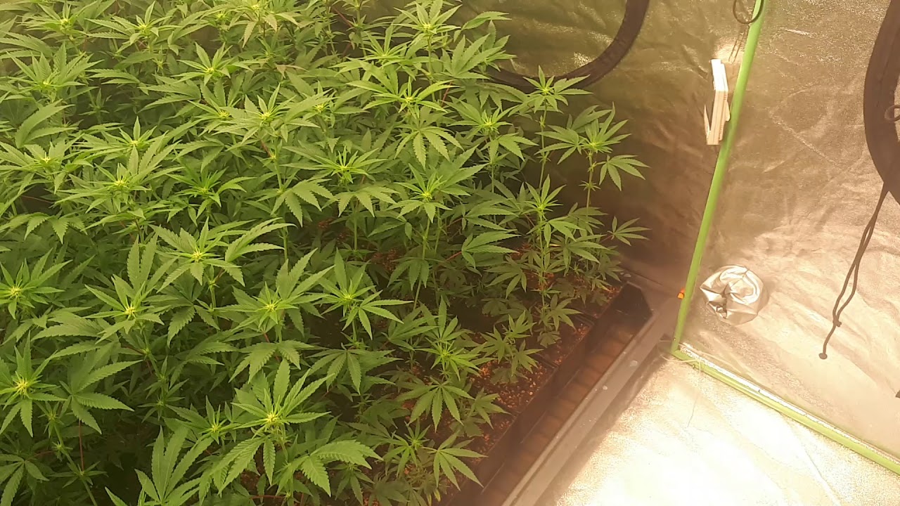 Flip clones get stoned 3