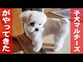 我が家にマルチーズの赤ちゃんがやってきた! (6年間の記録)