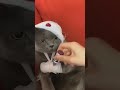 funny cat videos cute cat videos cute animals funny cat #shorts
