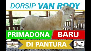 DOMBA DORSIP VAN ROOY - Domba Primadona Baru di Pantura Jawa Timur