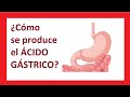 Cómo se produce el ácido en el estómago - FISIOLOGÍA HUMANA