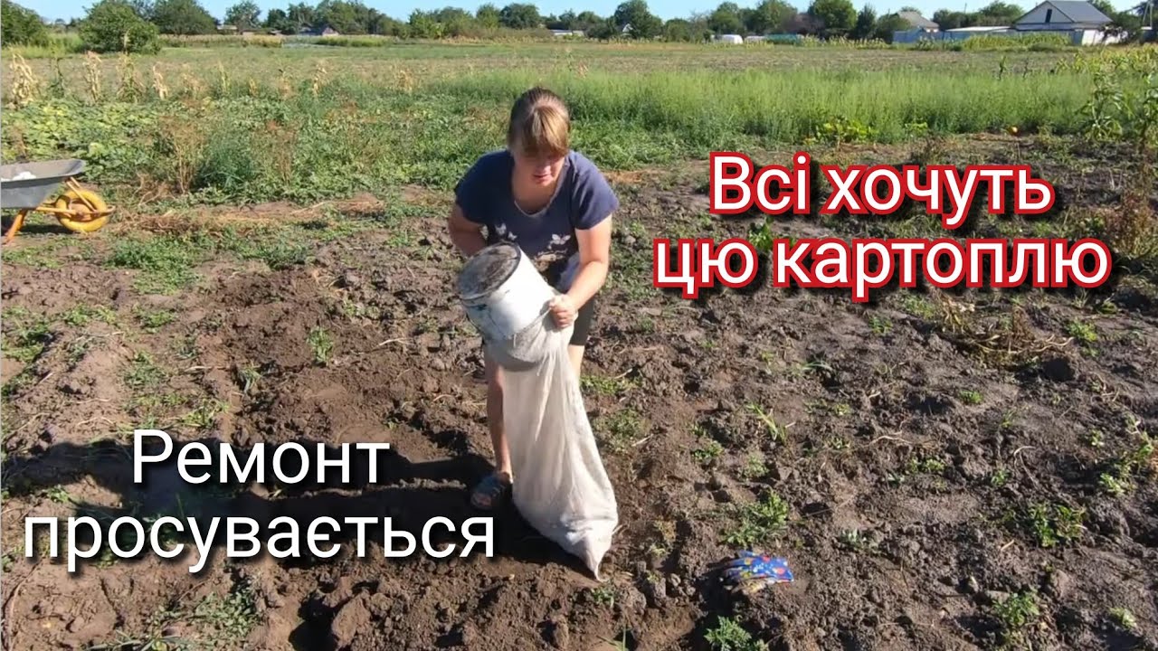 Копаємо далі картоплю.Помідори хворіють. На город за кавуном.