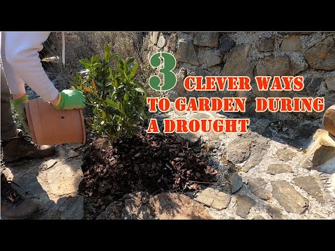 Βίντεο: Τι είναι το Heatwave II – Μάθετε πώς να καλλιεργείτε φυτά τομάτας Heatwave II