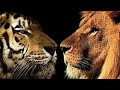 Lion vs tiger ; اسد الافريقي ضد النمر البنغالي مقارنه سريعه