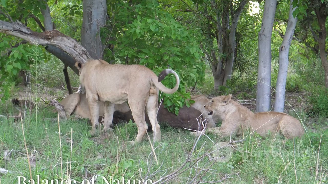 Predators and Prey: The Circle of Life in Micronesia 