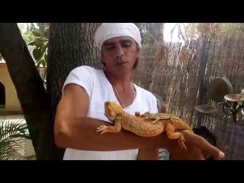 וִידֵאוֹ: דרקון מזוקן בפנים הארץ - Pogona Vitticeps זוחל גזע היפואלרגני, בריאות ואורך חיים