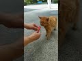 チャオチュールの老猫
