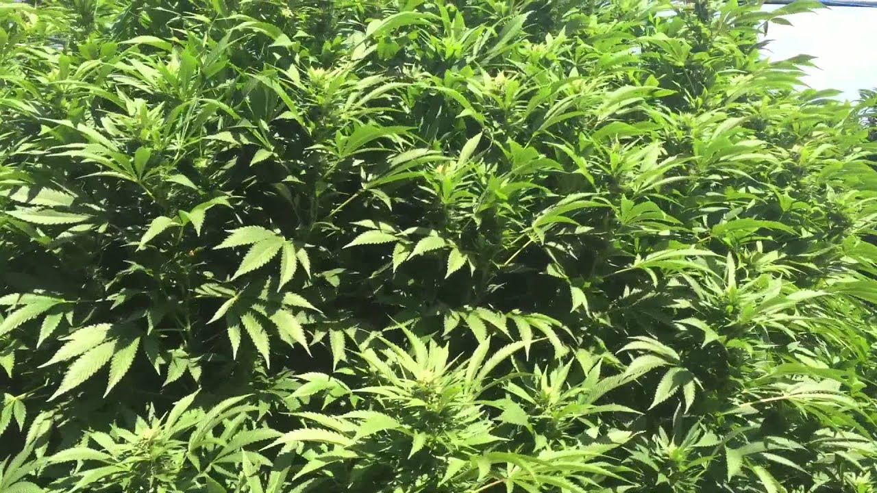 Outdoor medical marijuana grow...