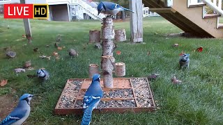 Live Feeder Cam  Oct 23 2022