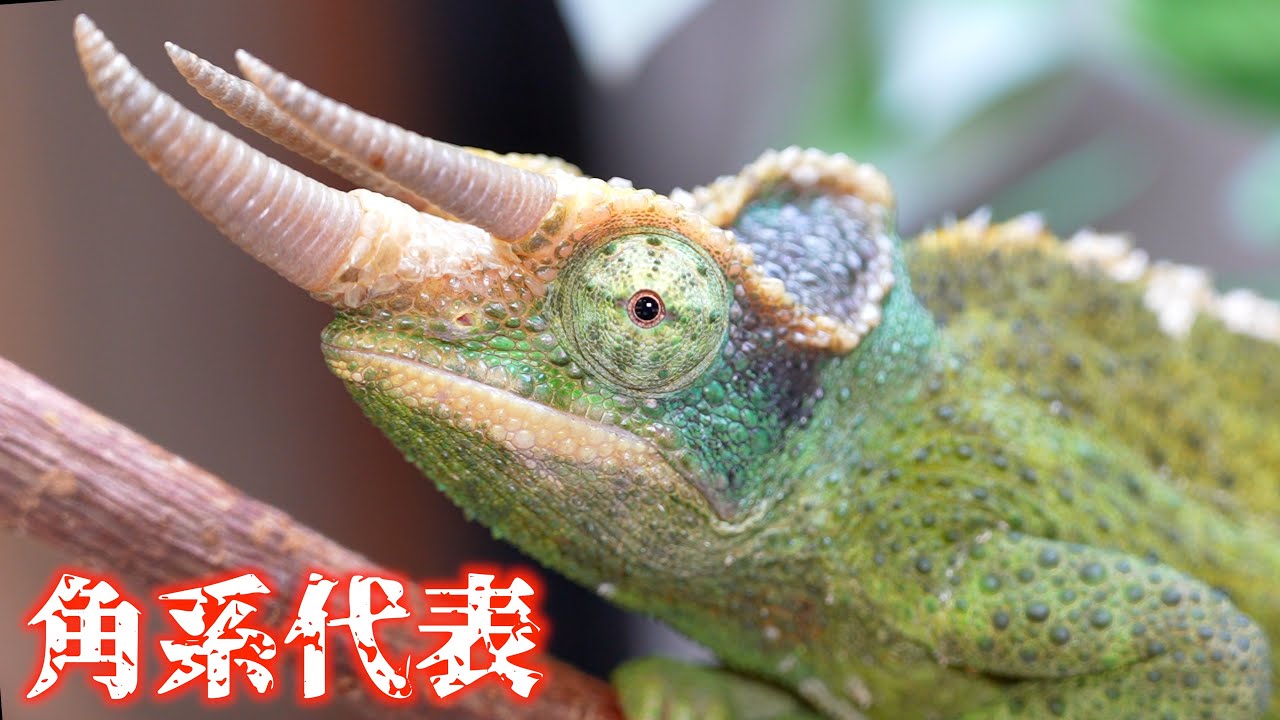 Are horned chameleons difficult to care for? [Jackson's Chameleon