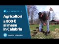 Agricoltore a 800 euro, ecco i privilegiati dell’Aspromonte dove si vive con 393 euro al mese