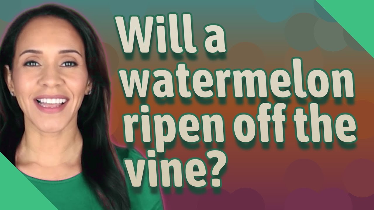 Will A Watermelon Ripen Off The Vine YouTube Will a watermelon ripen off the vine youtube