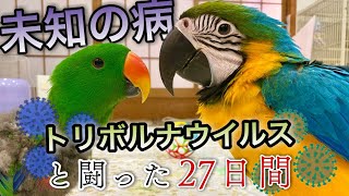 【難病】鳥の恐い病気。トリボルナウイルスと闘ったコンゴウインコの記録 Macaw