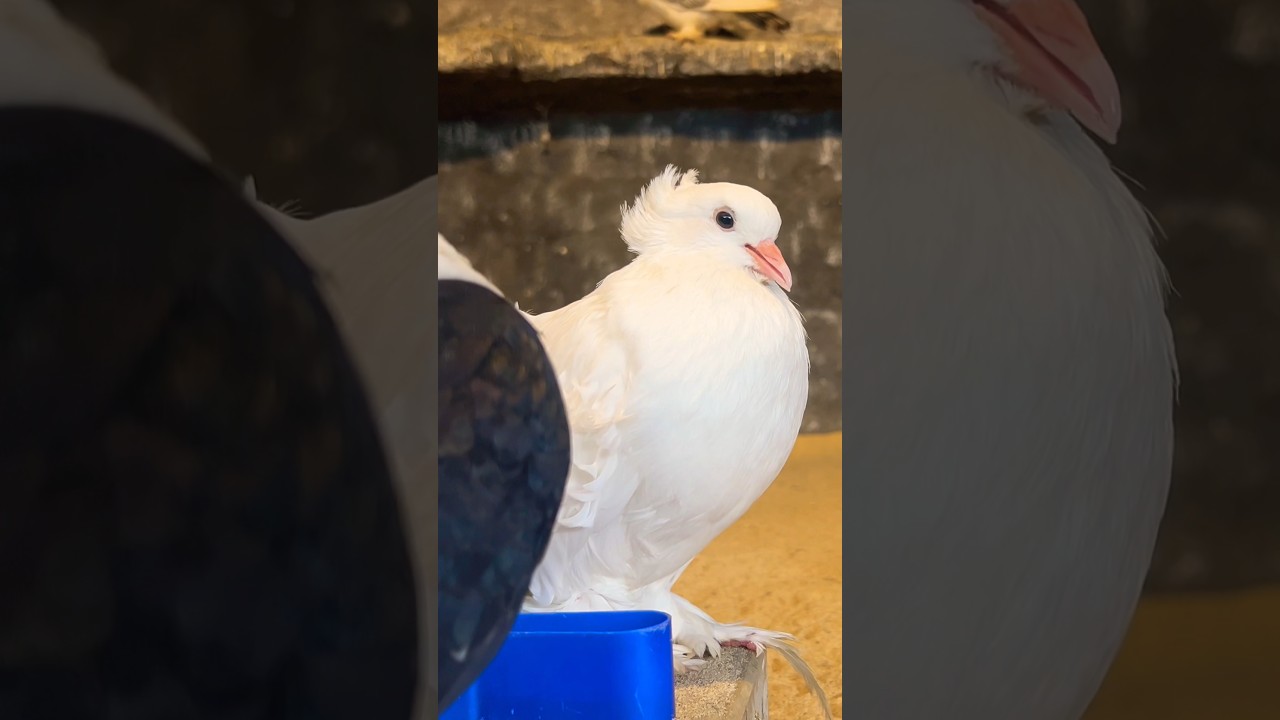 I can speak 🕊️🤣🪶 🕊️ 