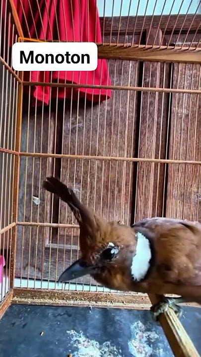 cililin gacor panjang suara jernih cocok untuk masteran burung #cililin #cililingacoran #kicaumania