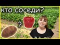 Хорошие соседи КАРТОФЕЛЯ и КЛУБНИКИ - залог ОТЛИЧНЫХ УРОЖАЕВ!