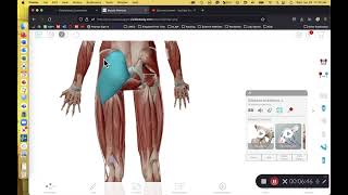 BIOL 214 Lab Exercise 13 Muscles of Lower Appendage