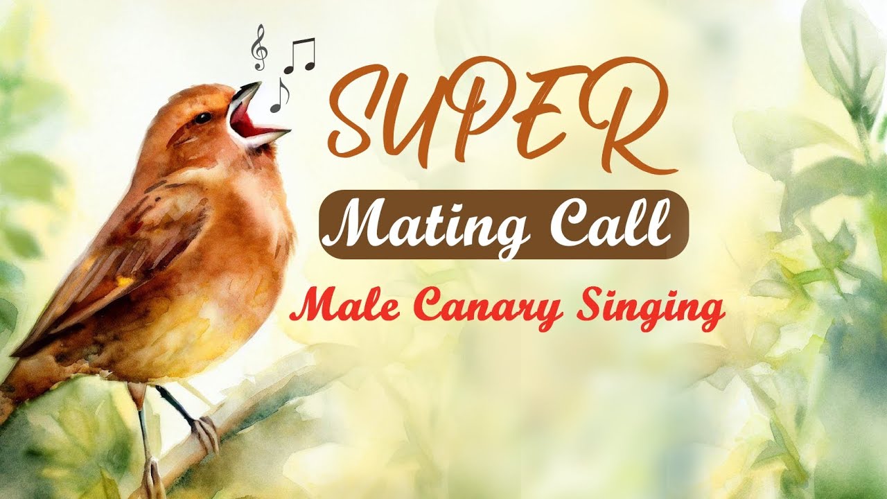3D AUDIO - Unstoppable Canaries Singing - SoundCloud - Music For Canary Singing