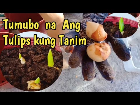 Video: Paano Magtanim Ng Isang Tulip Bombilya