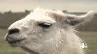 Lorenzo Llama is ready for the Ohio State Fair - are you?