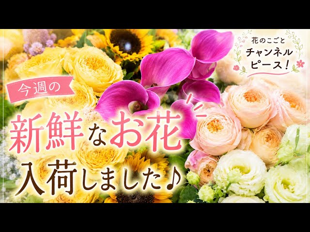 Florist] This week's flower haul! Featuring beautiful, bright