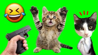 INTENTA NO REIRTE los videos de gatos y perros más divertidos vs reaccion de gatitos Luna y Estrella