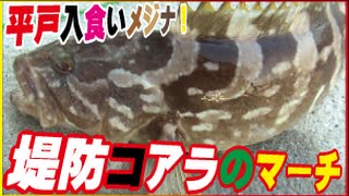 防波堤からアラやキジハタ釣れた(41話目)