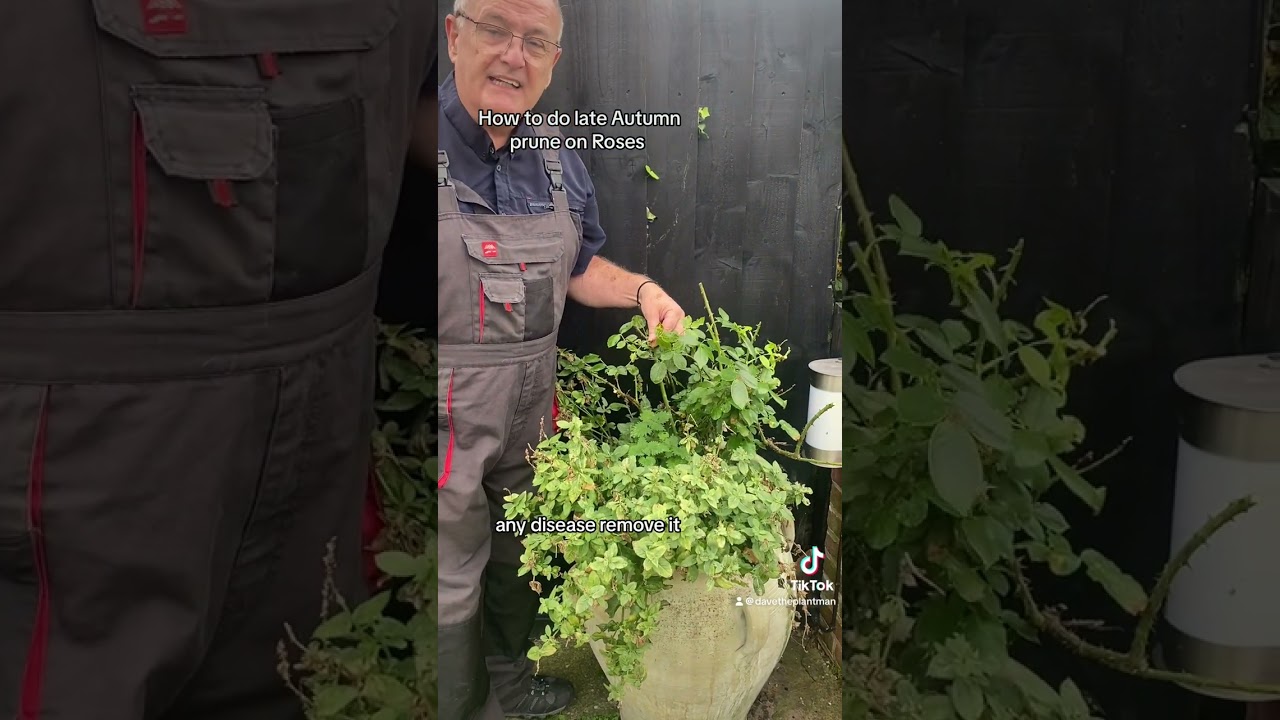 How To Prune roses in late Autumn