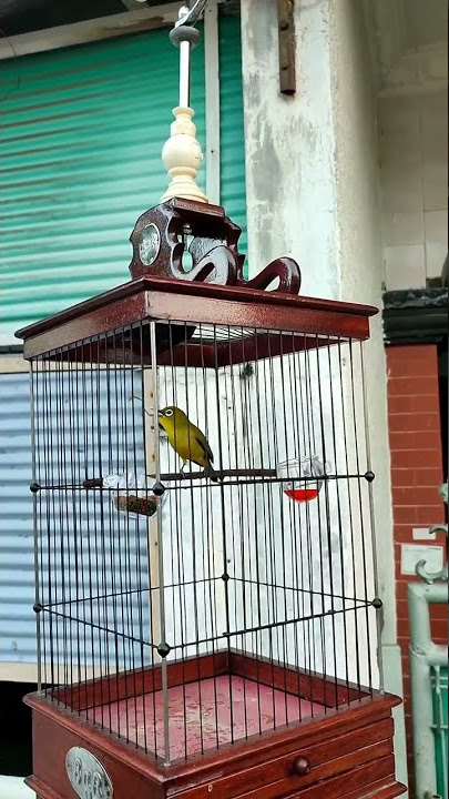 pleci full mantenan bikin gacor