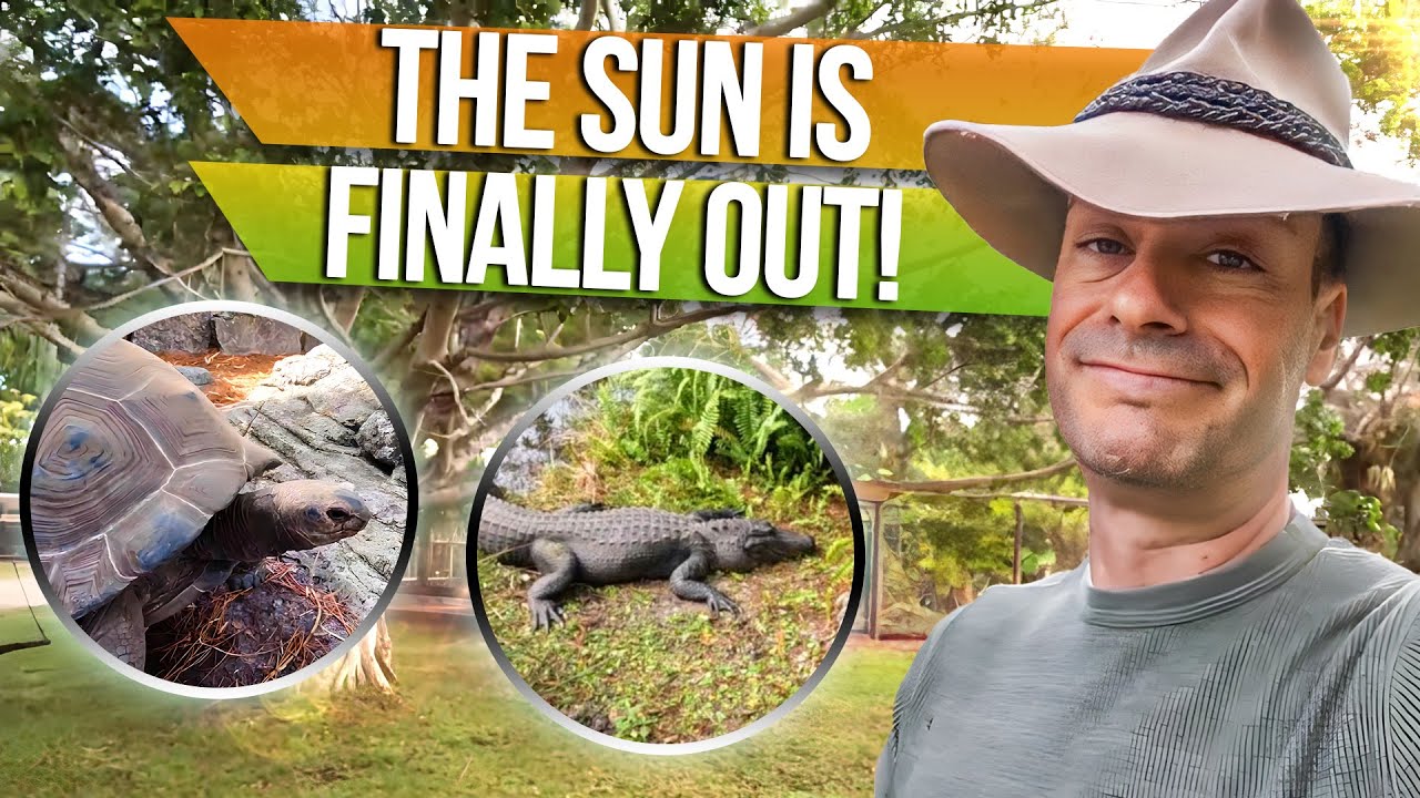 This just in! Reptiles love the Sun!