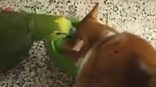 Первое видео . Бедный попугай Первое видео . Бедный попугай