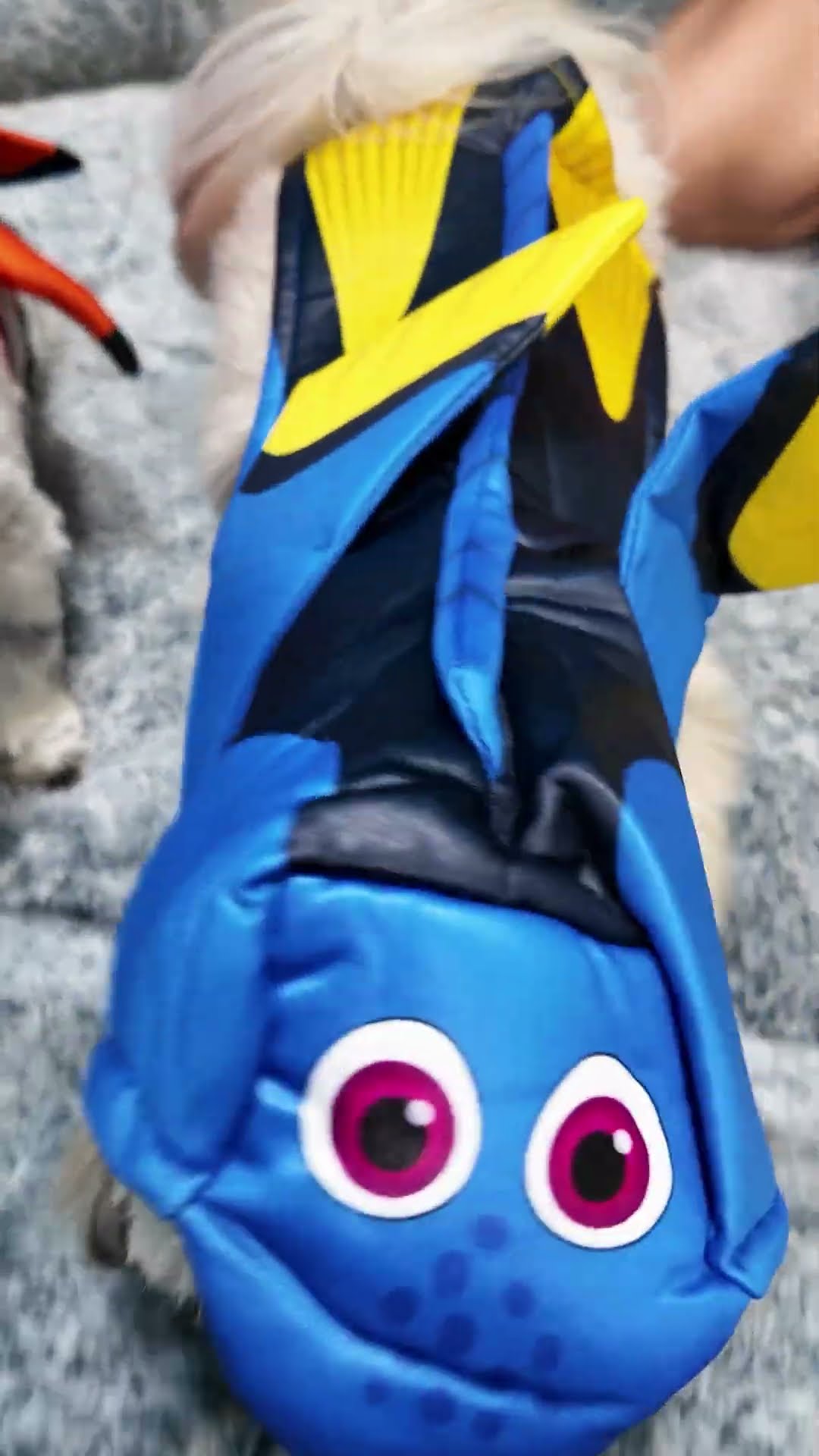 Wiggles Waggles and Waffles Are the Fish of Disney Dory and Nemo #FamilyFun #FunnyDogs