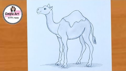 How to draw a camel easy step by step ||camel drawing|| pencil sketch |simple art with rose