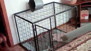 Стимуляция царапанья двери Стимуляция царапанья двери
