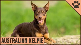 Australian Kelpie Dog Breed Information