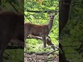 # deer # natur