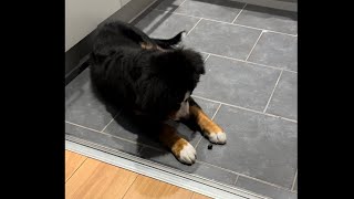 Bernese Mountain Dog vs Blueberry  Too Cute!