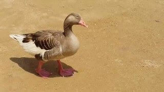 Goose at Al Qudra Lake in Dubai 10 05 2016