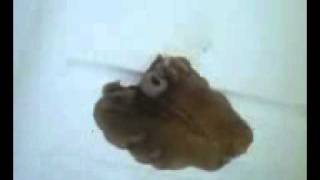 Giant Flatworm