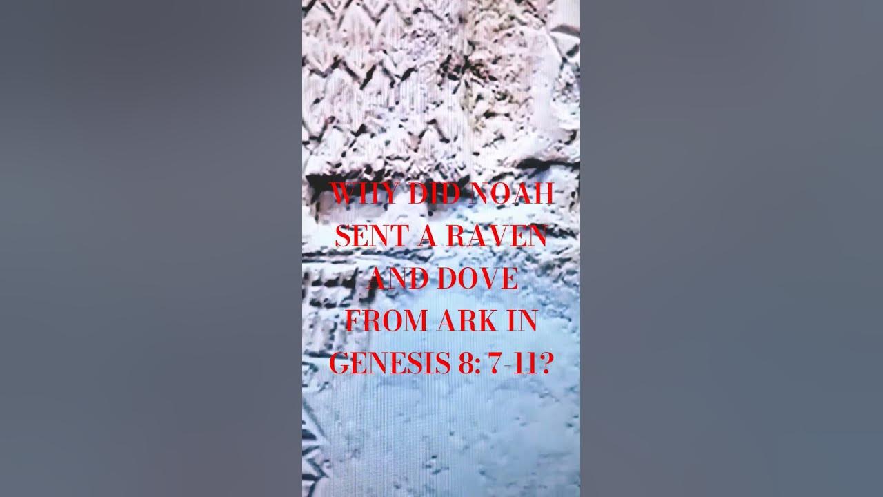 why-did-noah-sent-a-raven-and-dove-from-ark-in-genesis-8-7-11-youtube