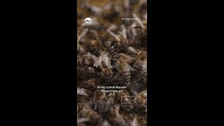 Arıcılıkla Hayatını Yeniden Kuran Kadın