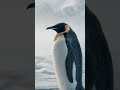 Pinguim-Imperador