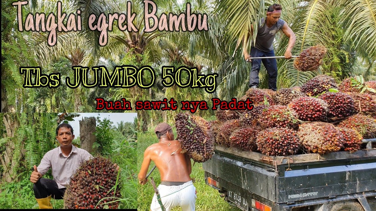  Panen  kelapa sawit  setelah 3 bulan  pemupukan YouTube